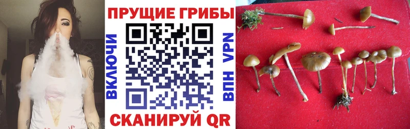 Галлюциногенные грибы мицелий  Чегем 